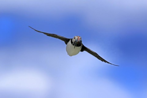 Puffin (Fratercula arctica), adult, flying, with sand eels, with food, Faroe Islands, England,