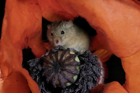 Common harvest mouse, (Micromys minutus), adult, on corn poppy, flower, foraging, at night,