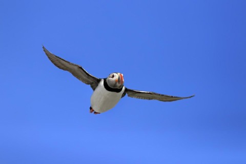 Puffin (Fratercula arctica), adult, flying, Farne Islands, England, Great Britain