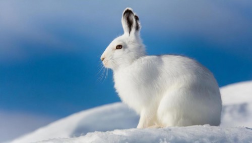 AI generated, A snow hare in winter, (lepus timidus)