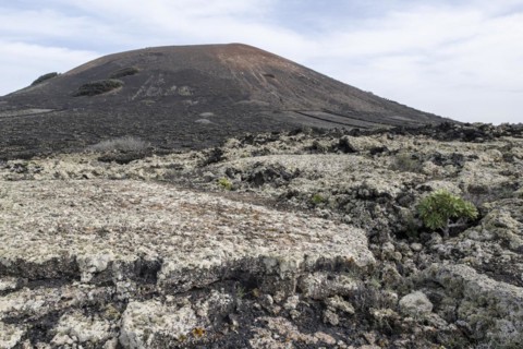Lava landscape overgrown with lichens and succulents, in the background vineyards protected by dry
