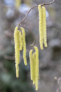 Hazelnut (Corylus avellana), male flowers, Speyer, Rhineland-Palatinate, Germany, Europe