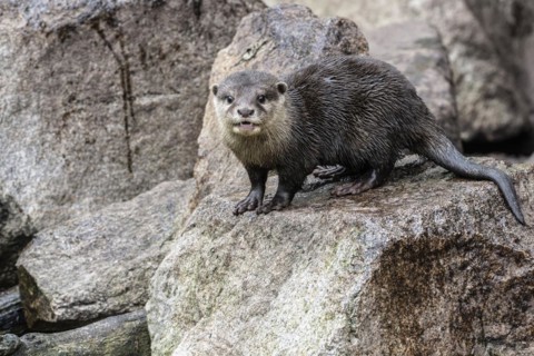 Dwarf otter, Asian oriental small-clawed otter (Aonyx cinerea), Heidelberg Zoo, Baden-Wuerttemberg,