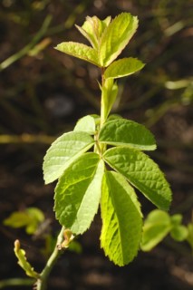 Branch with leaves of the Ispahan rose, fresh shoots, close-up, North Rhine-Westphalia, Germany,