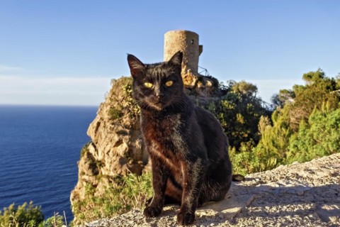 A black cat sits in front of a stone structure overlooking the sea on a sunny day, Hiking tour from