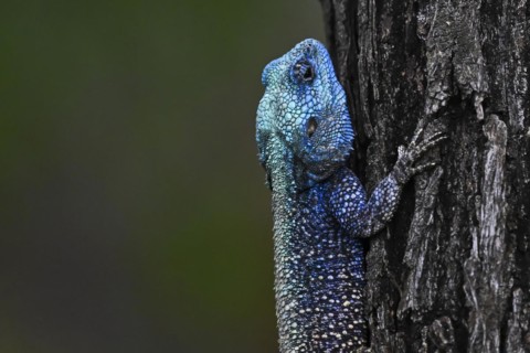 Blue-throated Agama (Acanthocercus atricollis), Madikwe Game Reserve, North West Province, South