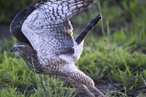 Silver Singing Goshawk, also known as pale chanting goshawk (Melierax canorus) juvenile, Madikwe