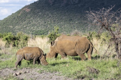 White rhinoceros (Ceratotherium simum) cow with baby, Madikwe Game Reserve, North West Province,