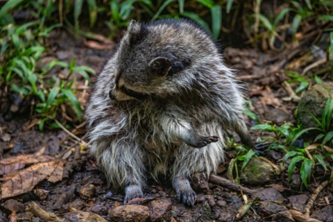 Raccoon in natural environment, close-up, portrait of the animal on Guadeloupe au Parc des