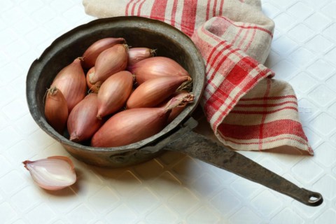Shallots in pot, Allium cepa