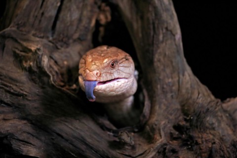 Indonesian blue-tongued skink (Tiliqua gigas), adult, portrait, on tree, captive, tongues,