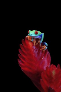 Red-eyed tree frog (Agalychnis callidryas), adult, on bromeliad, captive, Central America