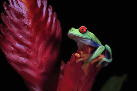 Red-eyed tree frog (Agalychnis callidryas), adult, on bromeliad, captive, Central America