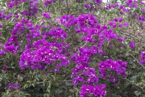 Bougainvillea, Lanzarote, Canary Islands, Spain, Europe