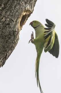Rose-ringed parakeet (Psittacula krameri), flying, Speyer, Rhineland-Palatinate, Germany, Europe
