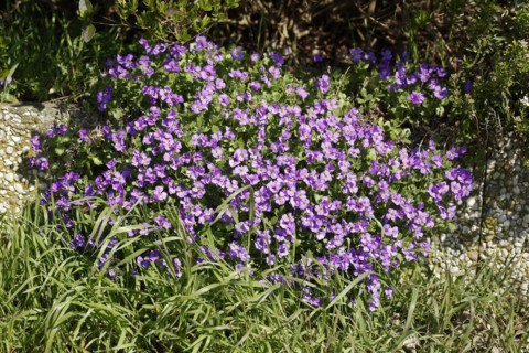 Purple flowering primroses in a flower bed, Closeup, Germany, Europe