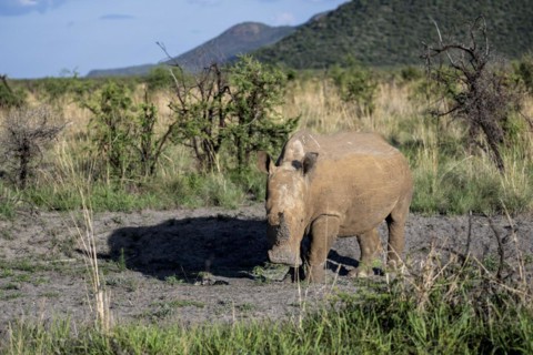 White rhinoceros (Ceratotherium simum), Madikwe Game Reserve, North West Province, South Africa,