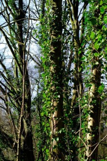 Trees with ivy (Hedera) growth, North Rhine-Westphalia, Germany, Europe