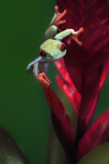 Red-eyed tree frog (Agalychnis callidryas), adult, on bromeliad, captive, Central America