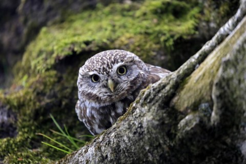 Little owl (Athene noctua), (Tyto alba), adult, on tree trunk, alert, portrait, Lowick,
