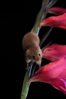 Eurasian harvest mouse (Micromys minutus), adult, on plant stem, flowering, foraging, at night,