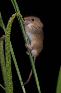 Eurasian harvest mouse (Micromys minutus), adult, on plant stalks, ears of corn, foraging, at