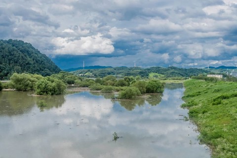Landscape of tall damaged trees in flooded river after torrential monsoon rainfall in Daejeon South