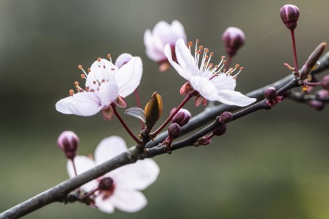 Myrobolane (Prunus cerasifera), blossom, Speyer, Rhineland-Palatinate, Germany, Europe