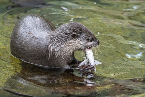 Dwarf otter, Asian oriental small-clawed otter (Aonyx cinerea), Heidelberg Zoo, Baden-Wuerttemberg,