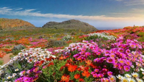 KI generated, The desert in Namaqualand blooms in August and September each year, Namibia, Africa