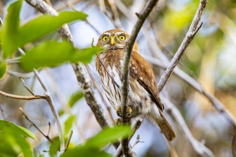 Brazilian Pygmy Owl Claucidium brasilianum) Pantanal Brazil