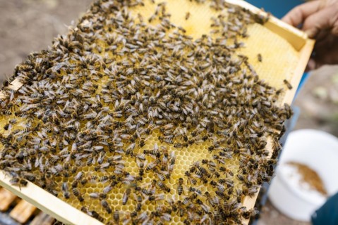 Fantastic beehive producing honey, nature, man and bee, sweet honey, honeycomb, nectar, beekeeping,