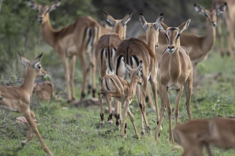 Black Heeler Antelope or Impala (Aepyceros melampus) herd with young, nursery, Madikwe Game