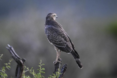 Silver Singing Goshawk, also known as pale chanting goshawk (Melierax canorus) juvenile, Madikwe