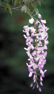 A cluster of hanging purple blue vine flowers against a blurred green background Wisteria Family: