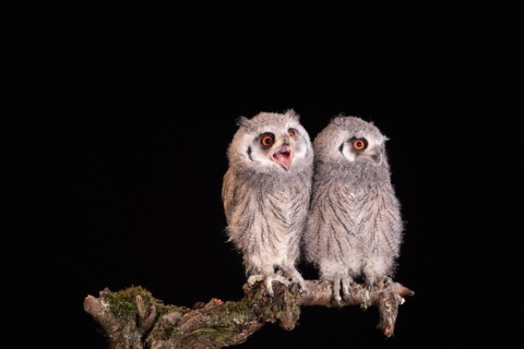Southern white-faced owl (Ptilopsis granti), juvenile, two juveniles, siblings, at night, on guard,