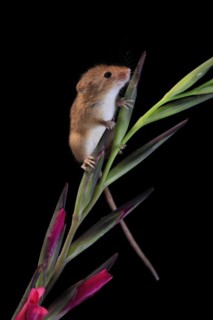Eurasian harvest mouse (Micromys minutus), adult, on plant stem, flowering, foraging, at night,