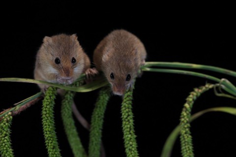Eurasian harvest mouse (Micromys minutus), adult, two, pair, on plant stalks, spikes, foraging, at