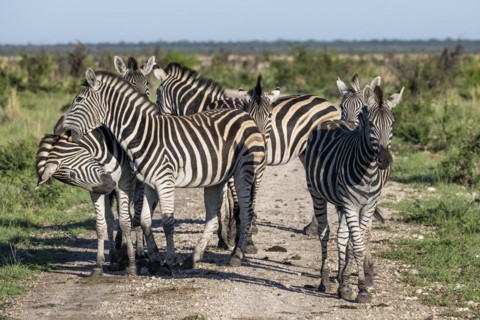 Plains zebra (Equus quagga) herd, Madikwe Game Reserve, North West Province, South Africa, RSA,