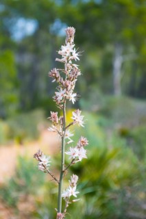 Asphodelus ramosus, inflorescence with many white flowers is in focus in front of a blurred natural