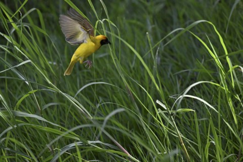 Southern masked weaver (Ploceus velatus) collecting nesting material, Madikwe Game Reserve, North