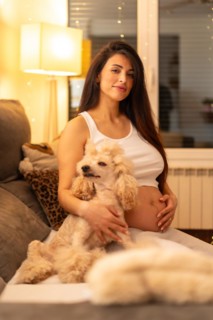 Vertical portrait of a dog lying on lap of pregnant woman on the sofa at night