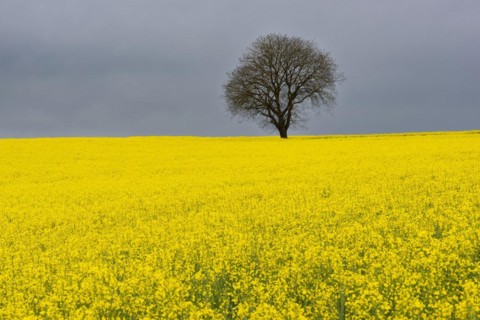 Old English oak (Quercus robur), on the Hoedinger Berg, Hoedingen, Lake Constance district, Upper