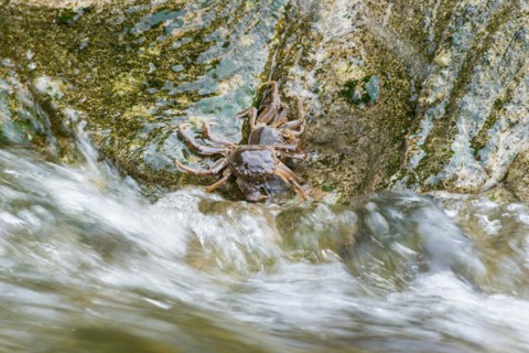 Two chinese mitten crab (Eriocheir sinensis), invasive species, neozoon, crabs, young animals cling