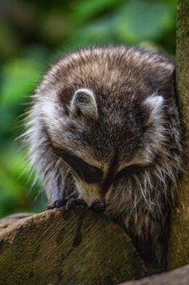 Raccoon in natural environment, close-up, portrait of the animal on Guadeloupe au Parc des