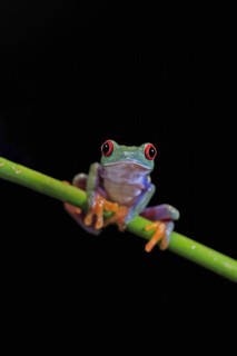 Red-eyed tree frog (Agalychnis callidryas), adult, on green stem, Aeonium, captive, Central America