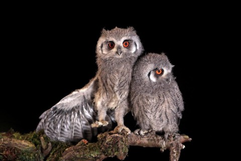 Southern white-faced owl (Ptilopsis granti), juvenile, two juveniles, siblings, at night, on guard,