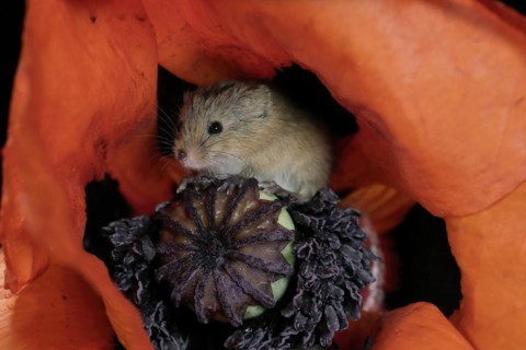 Common harvest mouse, (Micromys minutus), adult, on corn poppy, flower, foraging, at night,