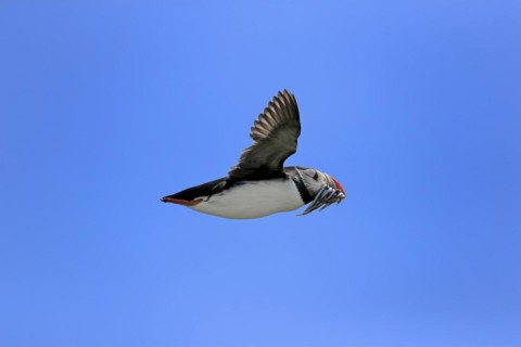 Puffin (Fratercula arctica), adult, flying, with sand eels, with food, Faroe Islands, England,