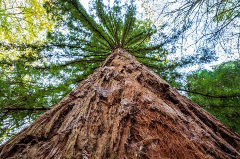 View from the ground up a massive tree trunk into the treetop towards the sky, sequoia,